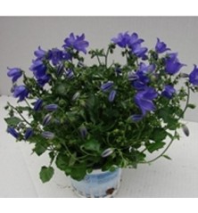 CAMPANULA PORTENSCHLAGIANA MACETA 15CM
