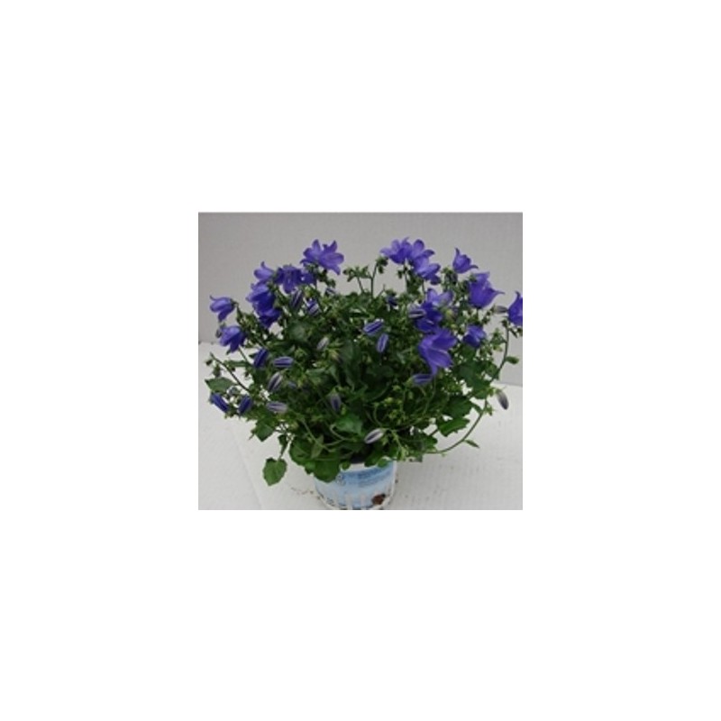 CAMPANULA PORTENSCHLAGIANA MACETA 15CM