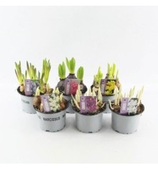 BULBOS VARIADOS MIX MACETA 12CM