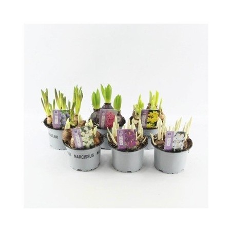 BULBOS VARIADOS MIX MACETA 12CM