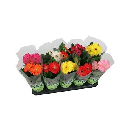 GERBERA MIX ALTO 15CM Y MACETA 12CM