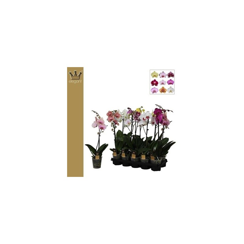 ORQUIDEA 1 VARAS M12