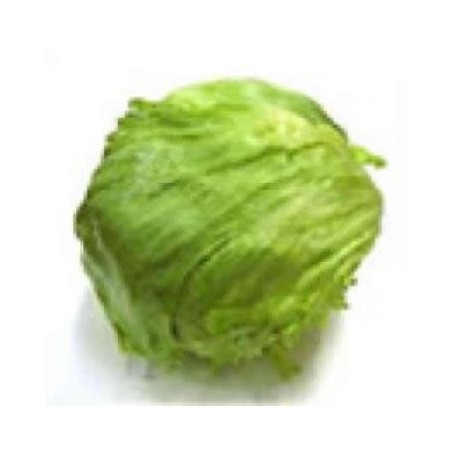 LECHUGA ICEBERG PRODUCTO NATURAL BANDEJA 6 PLANTO
