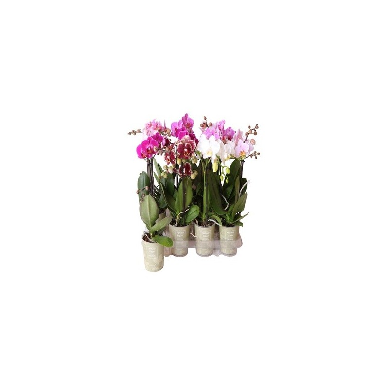 ORQUIDEA 1VARA KOLIBRI MACETA 9CM