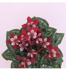CYCLAMEN DJIX MACETA 12CM