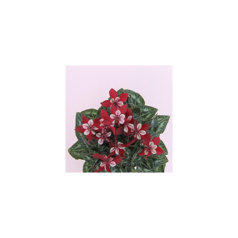 CYCLAMEN DJIX MACETA 12CM