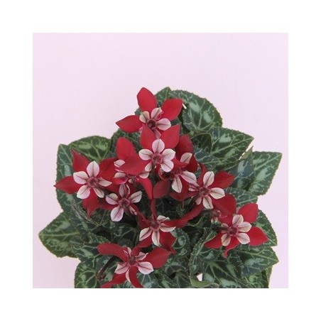 CYCLAMEN DJIX MACETA 12CM