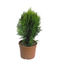 THUYA  AUREA NANA ALTO 40-50 Y MACETA 4 LITROS