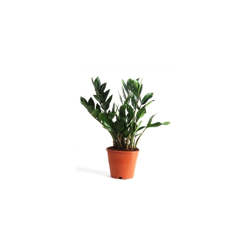 ZAMIOCULCAS ALTO 50CM Y MACETA 14CM