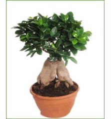 FICUS GINSENG TARRINA 23CM
