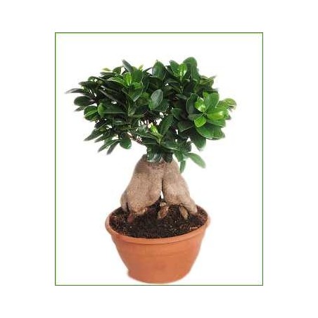 FICUS GINSENG TARRINA 23CM