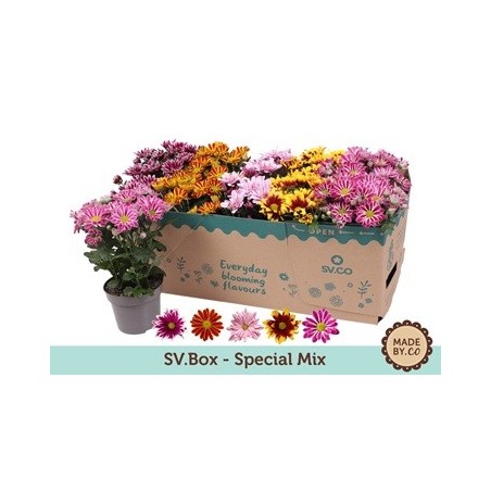 CRISANTEMO MIX ALTO 25CM Y MACETA 12CM
