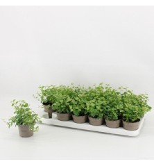 FICUS PUMILA SUNNY BLANCO MACETA 9CM