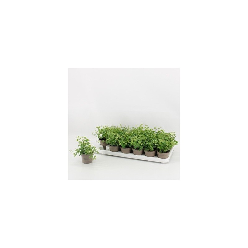 FICUS PUMILA SUNNY BLANCO MACETA 9CM