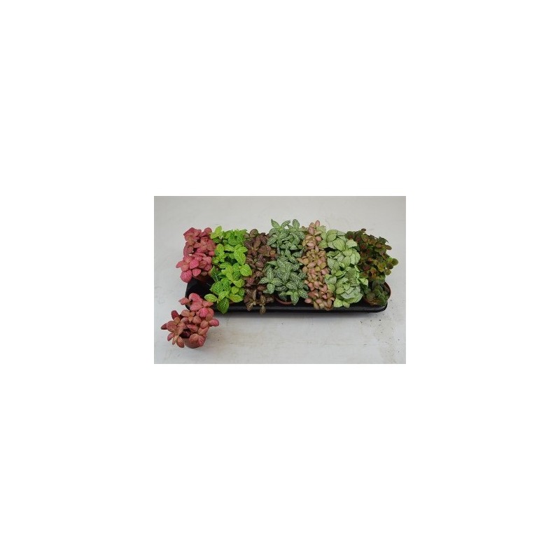 FITTONIA MIX MACETA 8.5CM