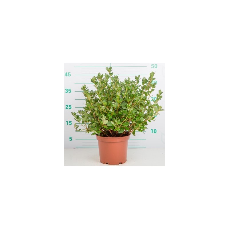 AZALEA JAPONICA ALTO 25/35CM Y MACETA 3 L