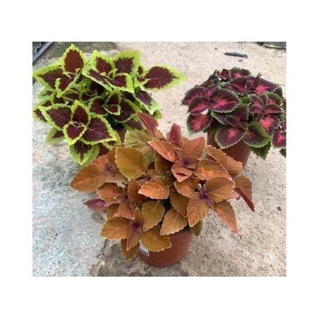 COLEO MACETA 13CM
