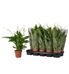 SPATIPHYLLUM CUPIDO ALTO 20CM Y MACETA 9CM