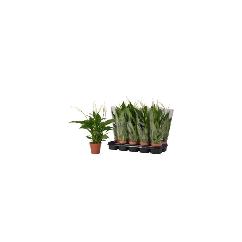 SPATIPHYLLUM CUPIDO ALTO 20CM Y MACETA 9CM