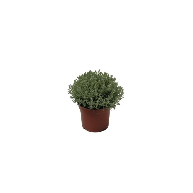 SANTOLINA MACETA 18CM
