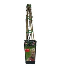 UVA CRISPA VERDE (UVA ESPINA) 2L