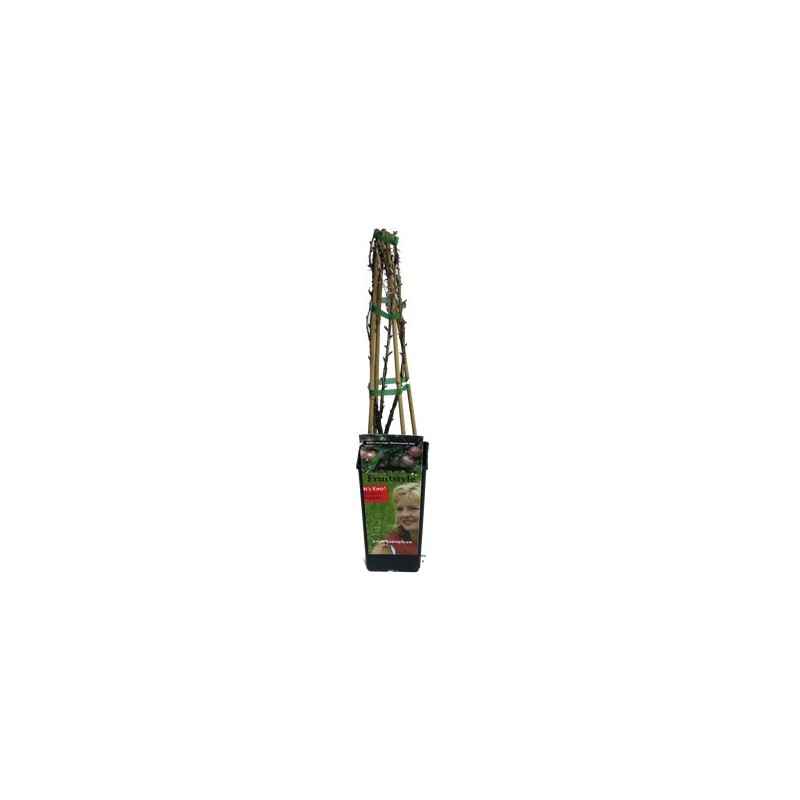 UVA CRISPA VERDE (UVA ESPINA) 2L