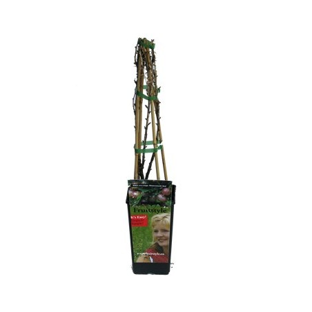 UVA CRISPA VERDE (UVA ESPINA) 2L