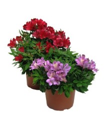 ALSTROEMERIA MACETA 19CM