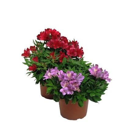 ALSTROEMERIA MACETA 19CM