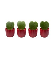 HOYA KERRI + MACETA 6CM