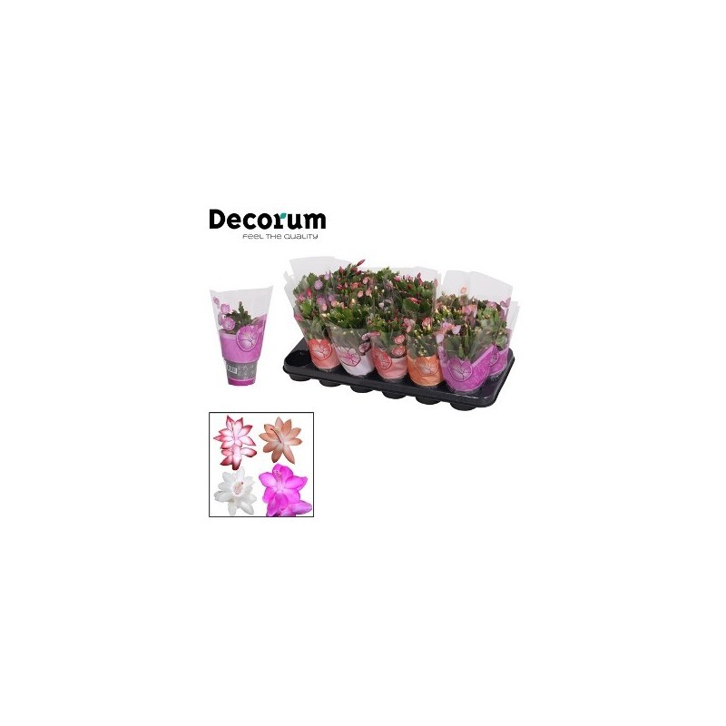 SCHLUMBERGERA COLORES MACETA 9CM Y ALTURA 10-15CM