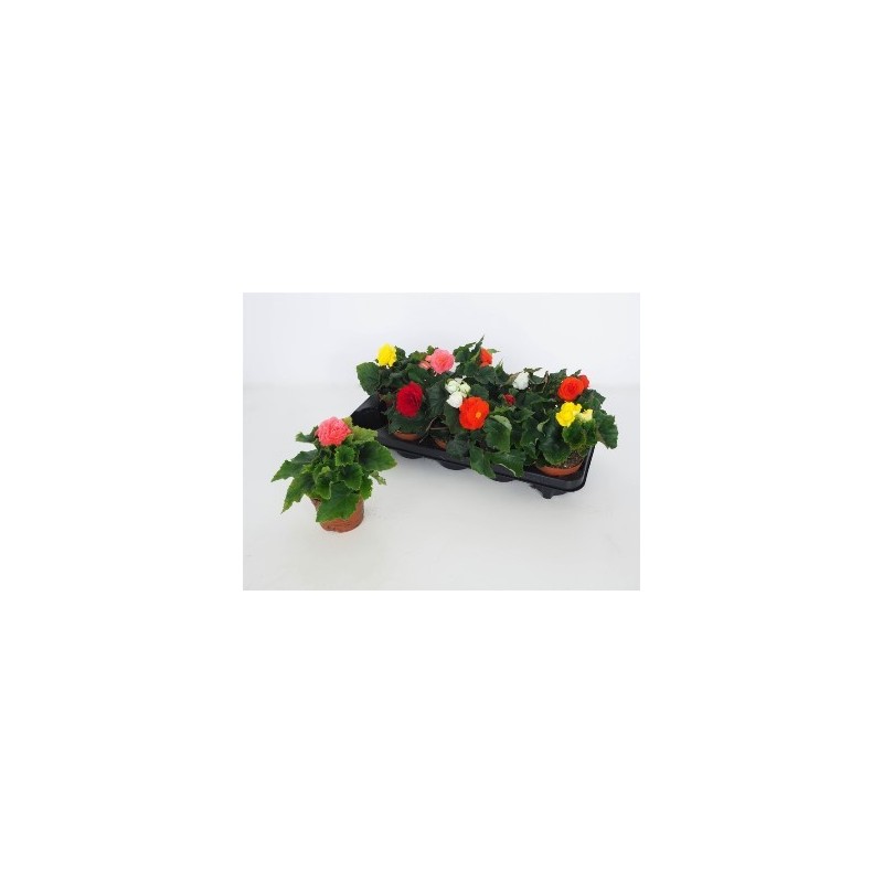 BEGONIA TUBEROSA MACETA 10,5CM