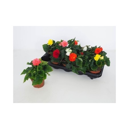 BEGONIA TUBEROSA MACETA 10,5CM