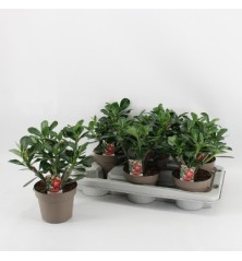 ADENIUM OBESUM ROJO MACETA 14CM