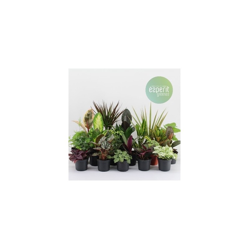 PLANTAS SURTIDAS MACETA 8,5CM