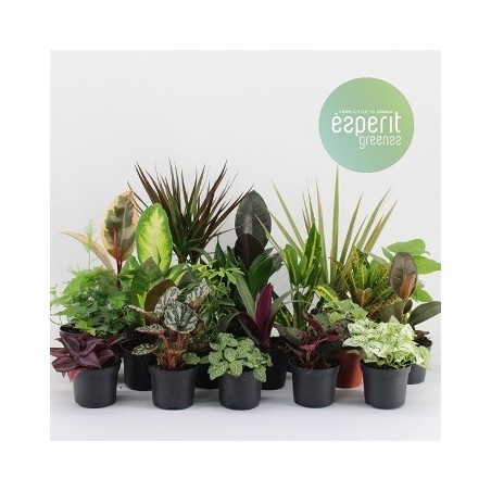 PLANTAS SURTIDAS MACETA 8,5CM