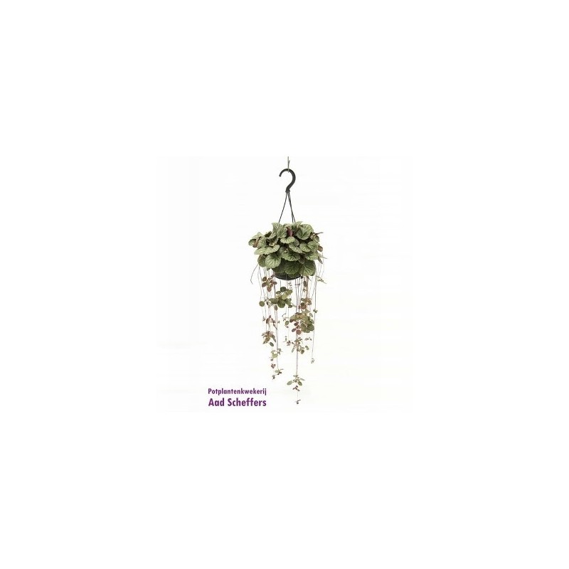 SAXIFRAGA STOLONIFERA MACETA 14CM