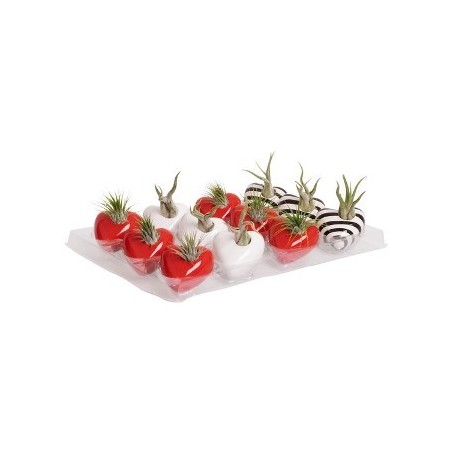 TILLANDSIA CON MACETA MAGNETICA CORAZON