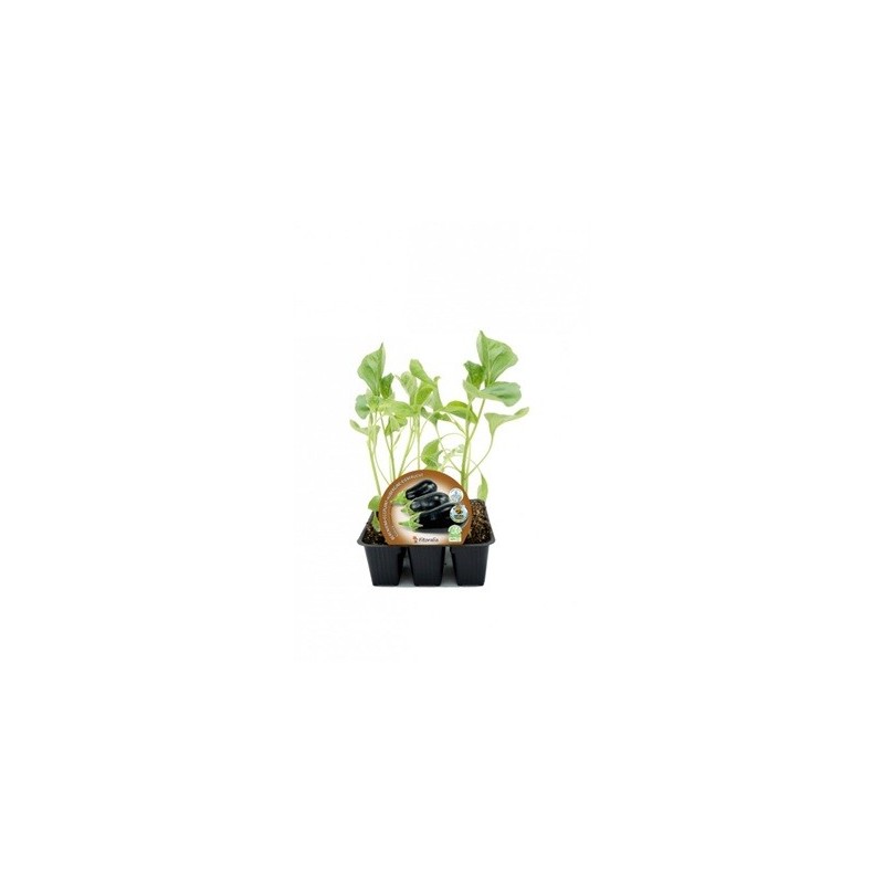 BERENJENA REDONDA NEGRA PRODUCTO NATURAL B. 6UDS