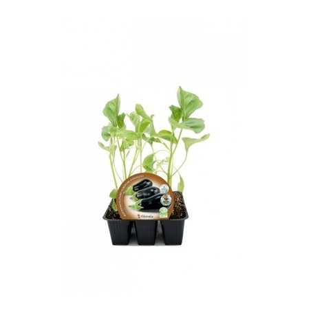 BERENJENA REDONDA NEGRA PRODUCTO NATURAL B. 6UDS