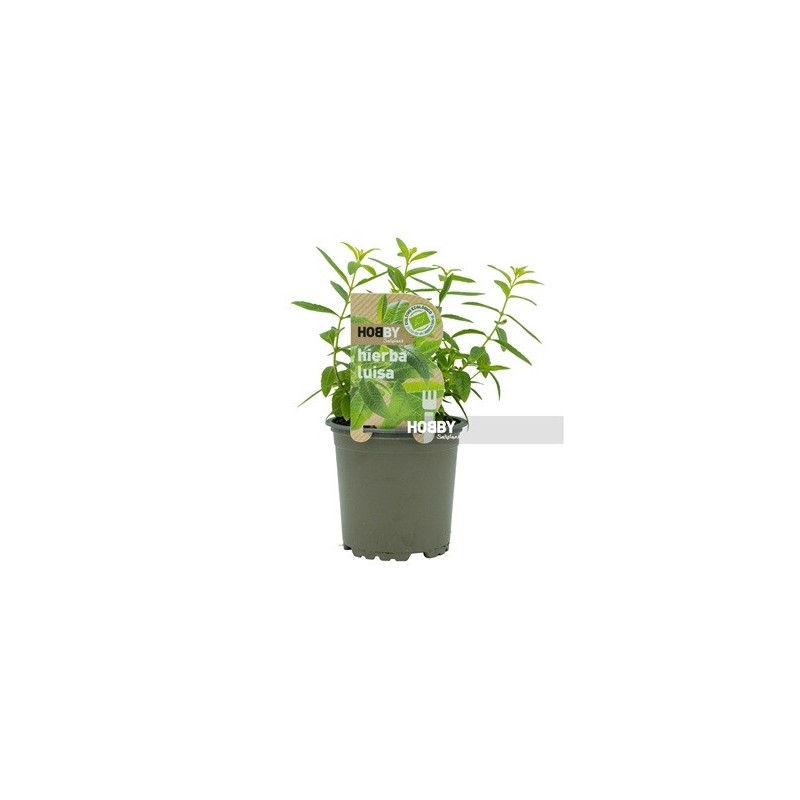 HIERBA LUISA ECOLOGICO MACETA 10,5CM