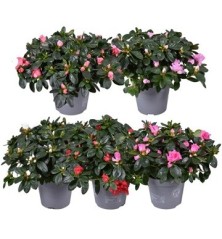 AZALEA SIMSII MIX ALTO 15/20CM Y MACETA 12CM