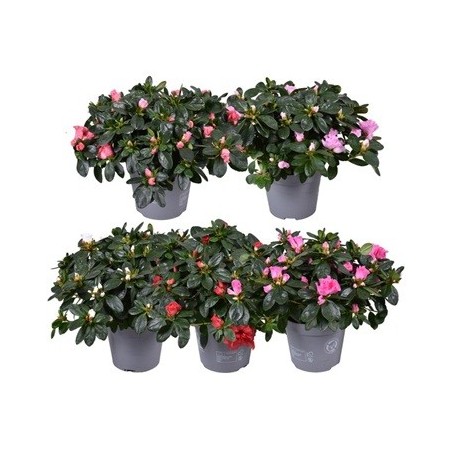AZALEA SIMSII MIX ALTO 15/20CM Y MACETA 12CM
