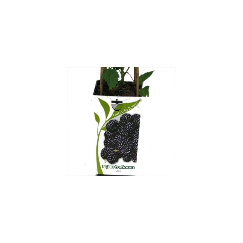 MORA RUBUS FRUTICOSUS 2L