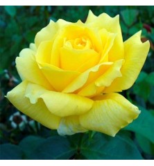ROSAL PERFUMADO LANDORA AMARILLO MACETA 17CM