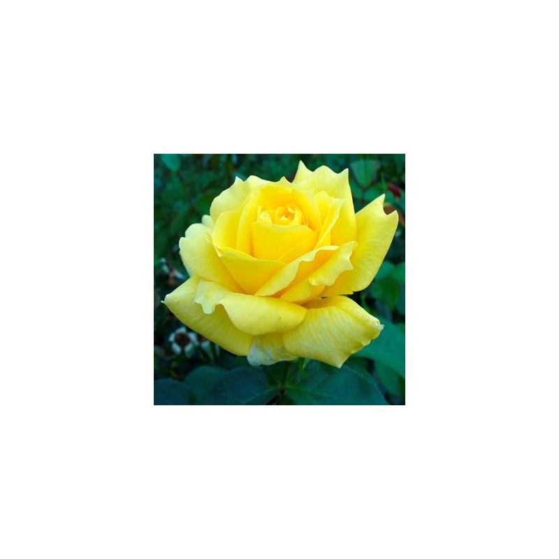 ROSAL PERFUMADO LANDORA AMARILLO MACETA 17CM