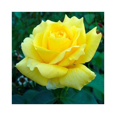 ROSAL PERFUMADO LANDORA AMARILLO MACETA 17CM