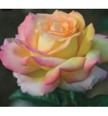 ROSAL PERFUMADO MME.A.MEILLAND BICOLOR MACETA 17CM