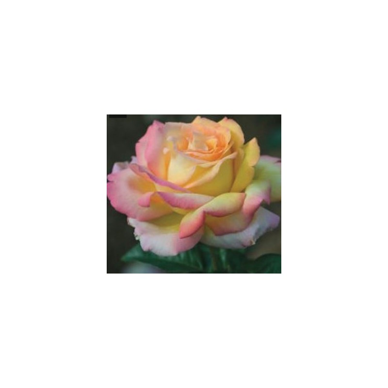 ROSAL PERFUMADO MME.A.MEILLAND BICOLOR MACETA 17CM