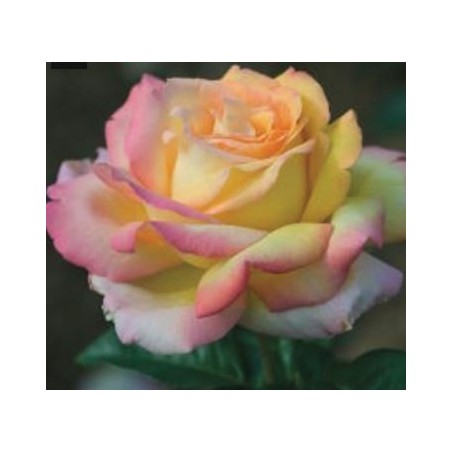 ROSAL PERFUMADO MME.A.MEILLAND BICOLOR MACETA 17CM